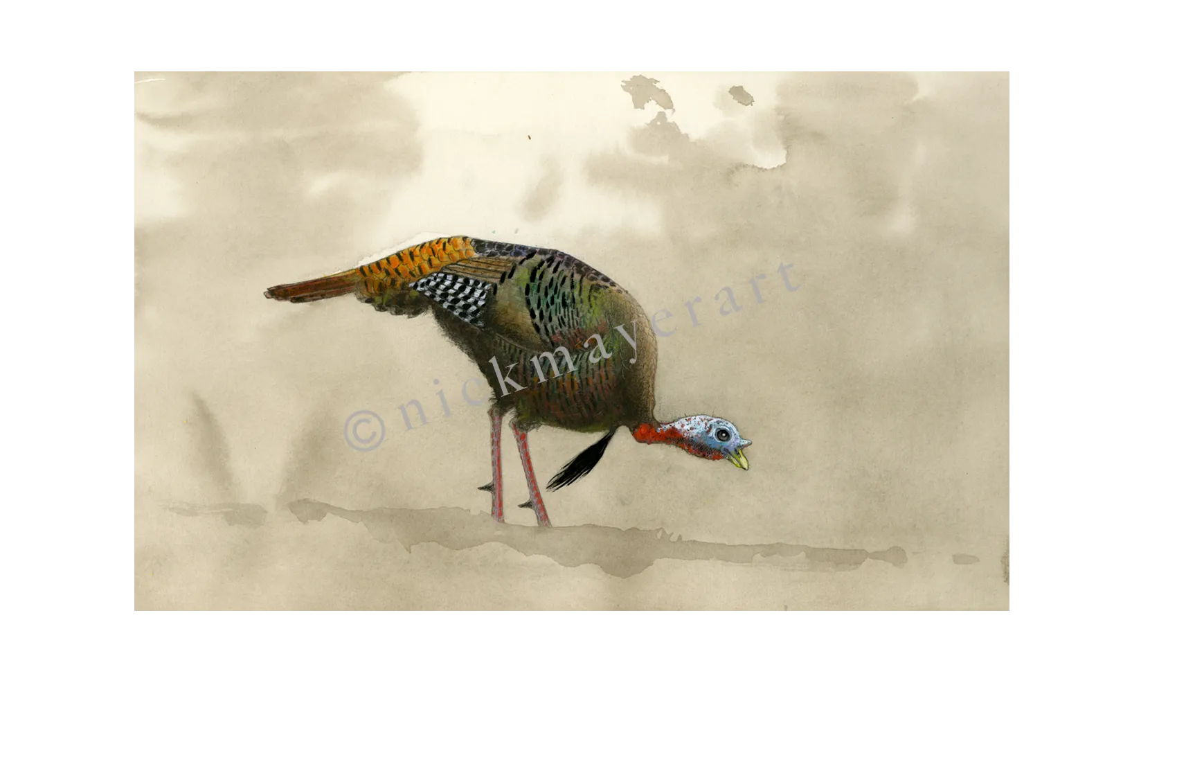 Feeding Tom Turkey Print