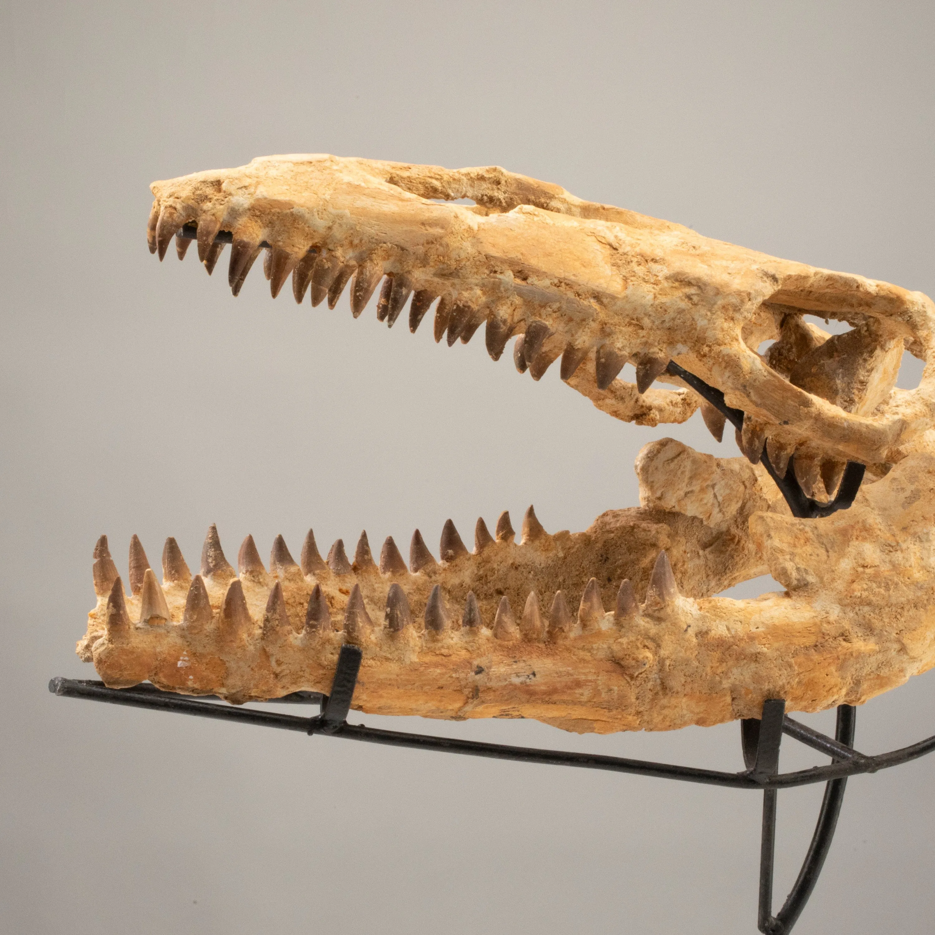 Moroccan Mosasaurus Jaw Fossil  on Custom Stand - 21